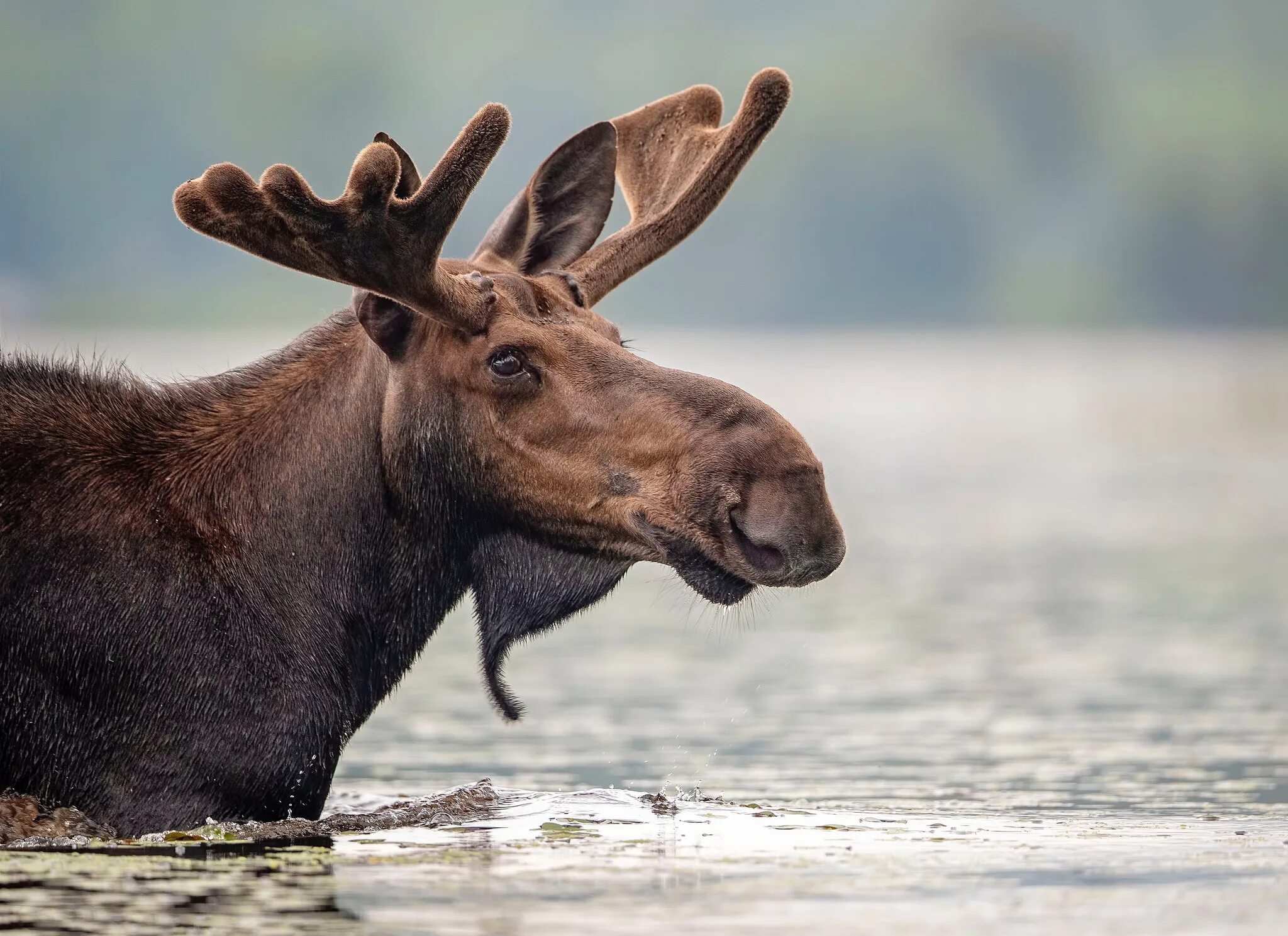 Лось обыкновенный. Европейский Лось alces alces. Аляскинский Лось. Лось Дальневосточный. Сохатый Лось.