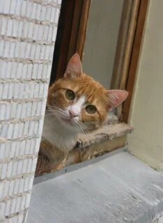 Коты наблюдают