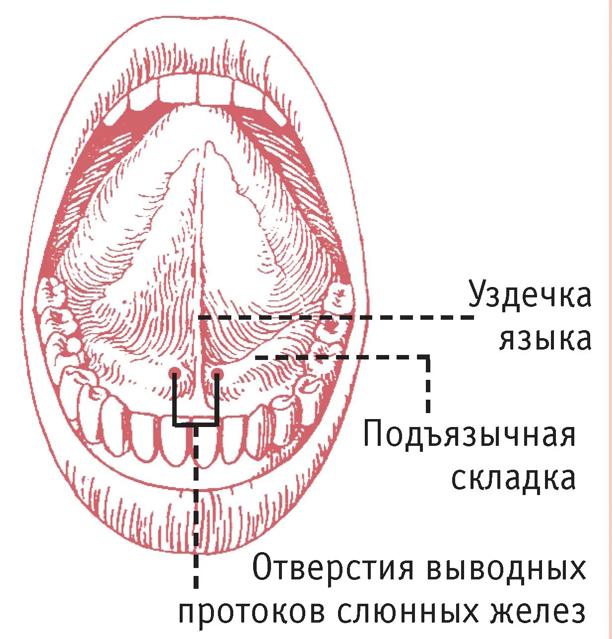 Части подов. Подъязычные складки строение. Строение языка человека снизу. Подъязычная складка анатомия. Строение языка человека снизу схема с описанием.