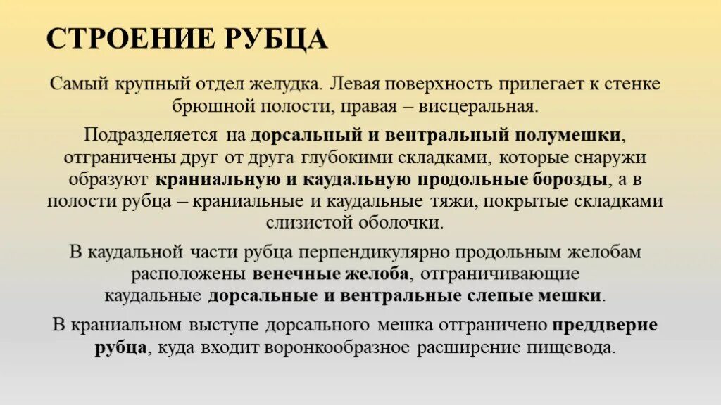 Строение пищеварительной системы жвачных животных. Строение многокамерного желудка жвачных. Многокамерный желудок крс анатомия. Строение сычуга. Строение многокамерного желудка жвачных.