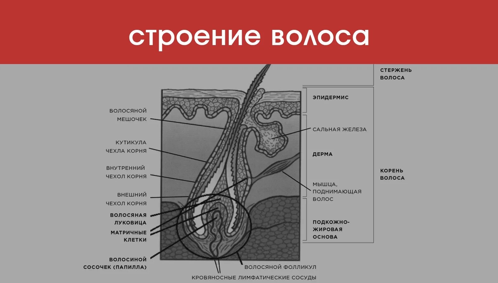 Строение волосяного фолликула схема. Строение волоса корень и стержень. Строение волоса собаки схема. Строение волоса анатомия животных.