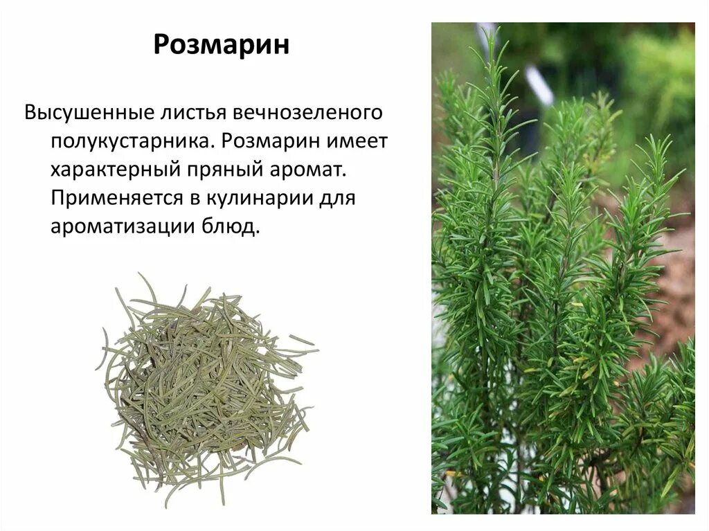 Розмарин целебные свойства розмарин целебные свойства. Розмарин синий. Для чего используется розмарин. Розмарин специя. Розмарин для чего полезен.