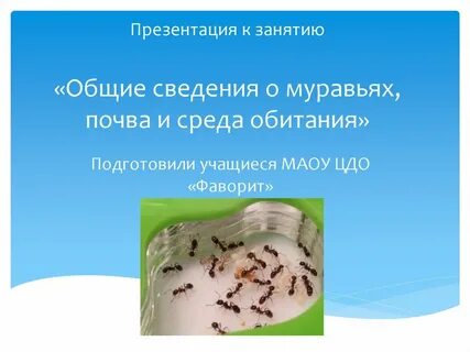 Среда обитания муравья