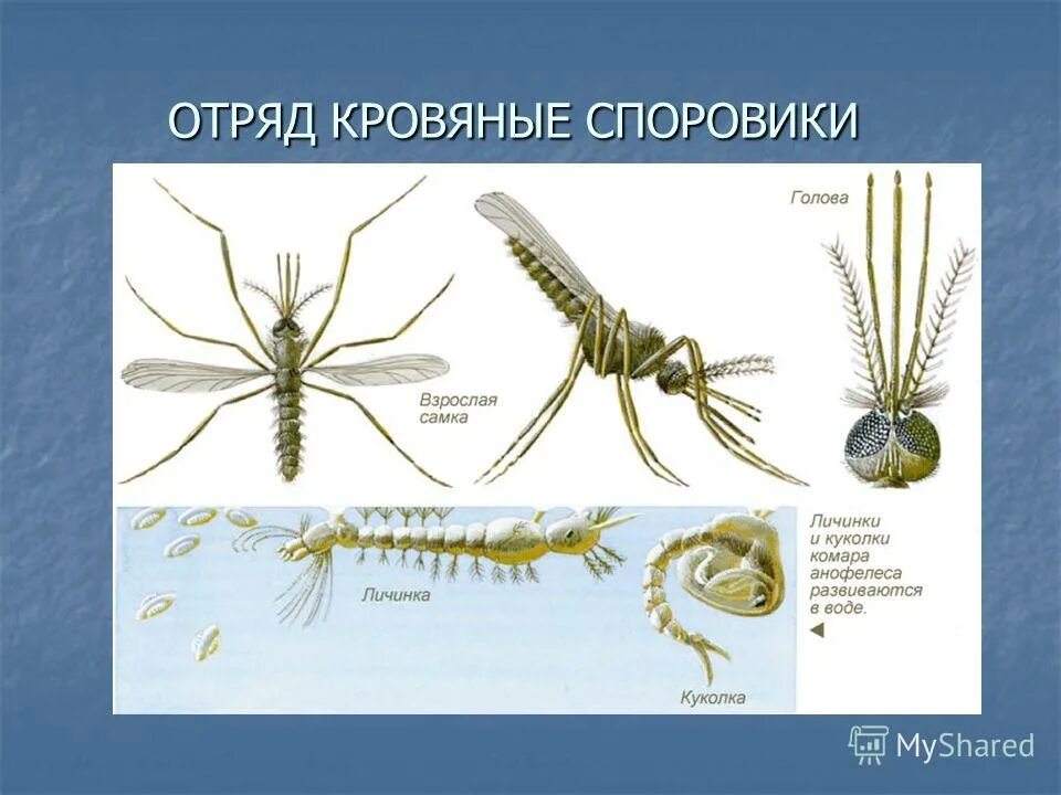 Какое развитие у малярийного комара. Имаго малярийного комара. Жизненный цикл комаров рода Anopheles. Малярийный комар анофелес. Личинка комара Anopheles препарат.