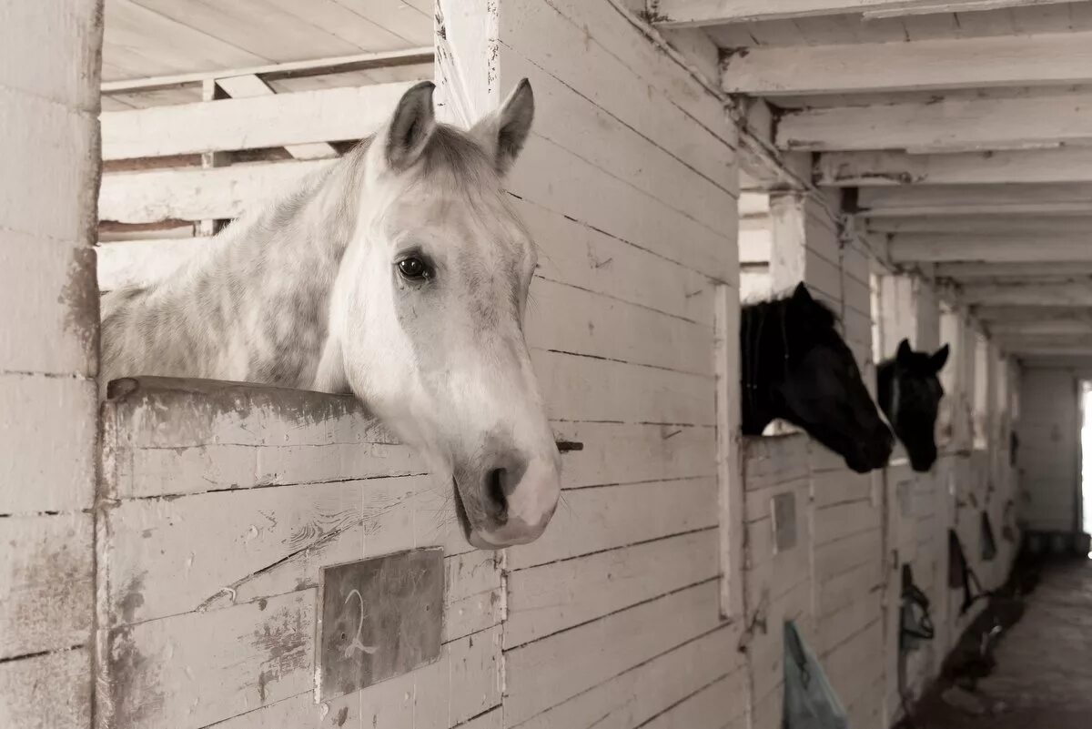 конюшня стоковые фото. кабину снесу лошадь. конюшня в новом буяне самарской области. в конюшне живут. глаза лошади фото.