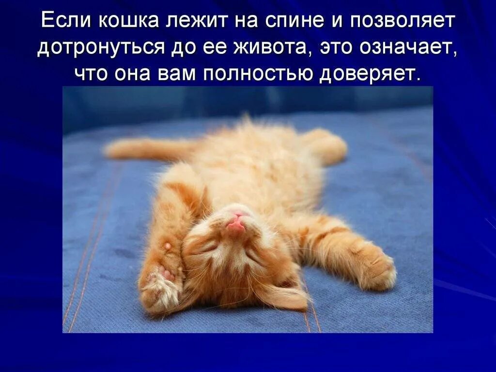 Почему кот ложится на спину. Кот лежит на спине. котенок леджим на спине. спящие котята. кот кайфует.