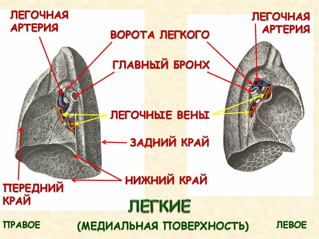 Строение легких ворота. Легкое анатомия края. Ворота правого легкого.