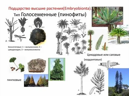 В какую эру господствовали голосеменные