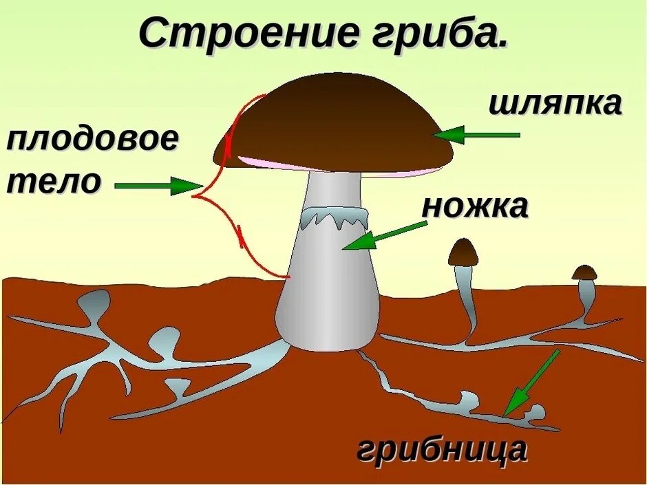 Строение гриба 4 класс. Схема плодовое тело шляпочного гриба. строение шляпочного гриба 5.