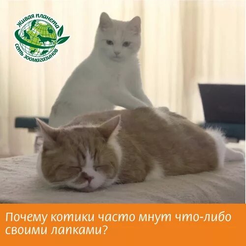 Котики мнут лапками одеяло. Котик мнет лапками. Кот топчет одеяло. Лапка котика топчет одеяло. Почему коты топчутся лапами