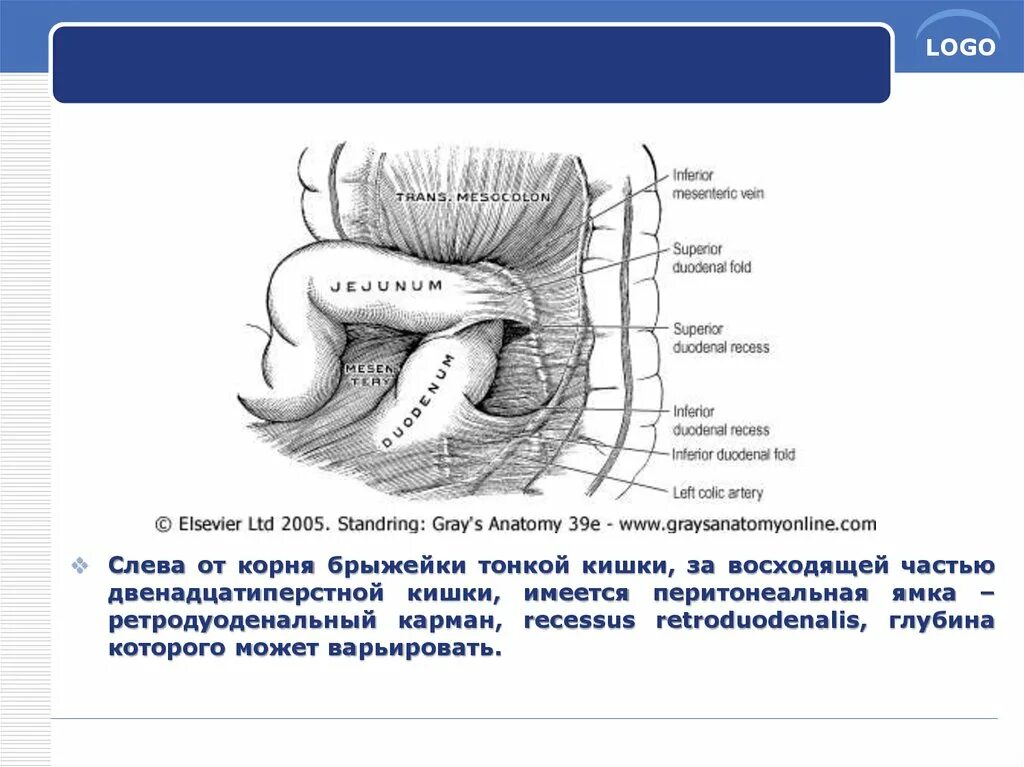 Брюшина покрывает сигмовидную кишку. Двенадцатиперстная кишка отношение к брюшине. слабые места брюшины анатомия. двенадцатиперстная кишка брюшина.