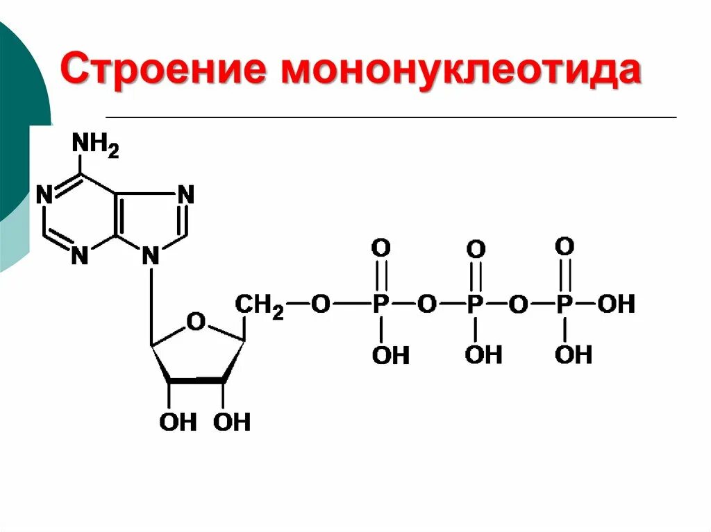 Строение мононуклеотидов. Структурные компоненты мононуклеотидов. Уридин 3 монофосфат. Классификация азотистых оснований. Структурные компоненты мононуклеотидов.
