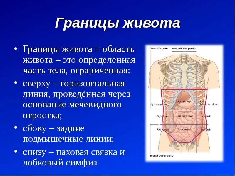 Отделы брюшной полости анатомия. Линии и области живота анатомия. Анатомические области брюшной полости. Внешние ориентиры живота.