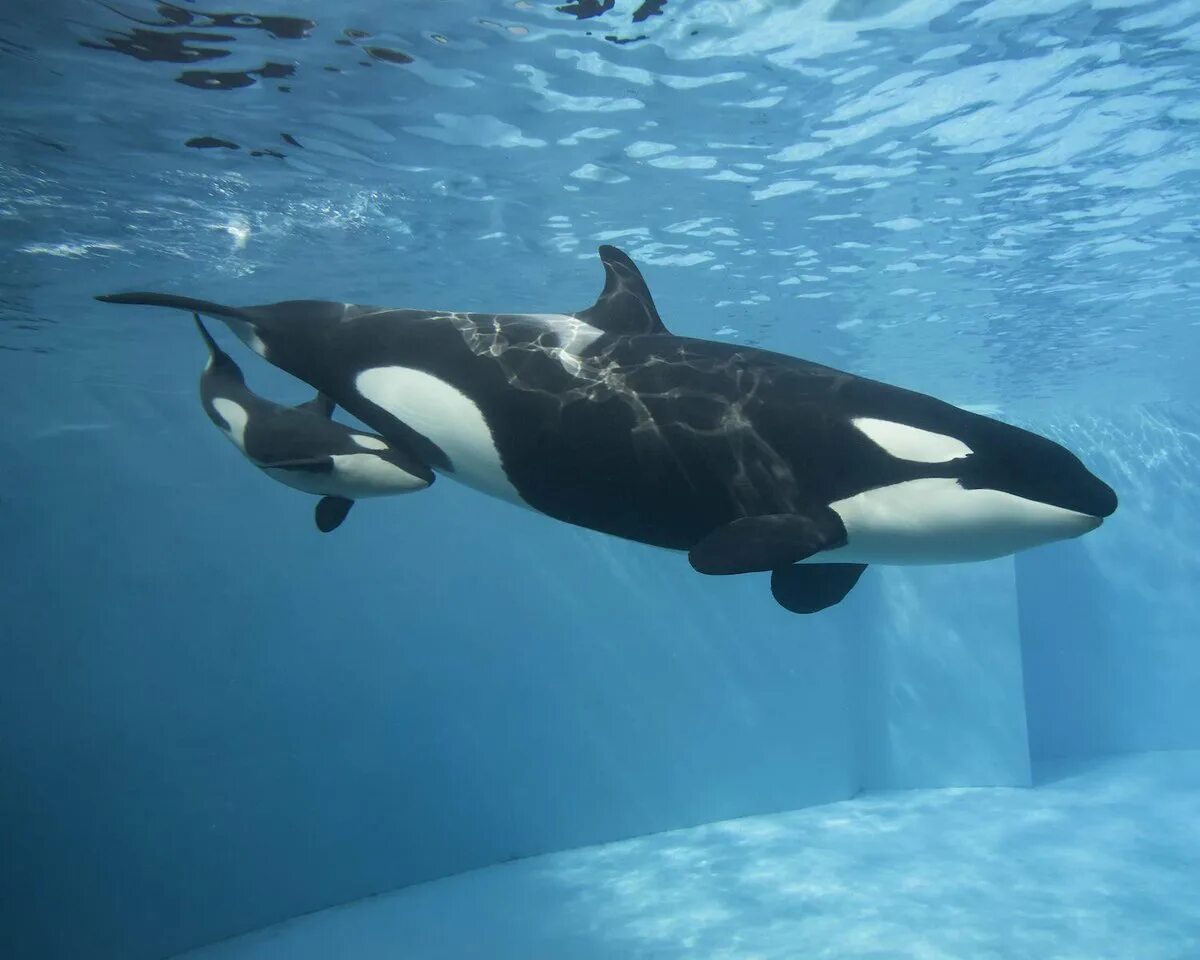 Касатка фото животного. Orca касатка касатка. дельфины, касатки, киты млекопитающие?. косатка - orcinus orca (дальневосточная плотоядная популяция). касатка и дельфин.