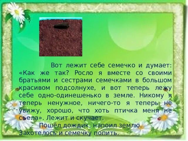 подсолнух сказка. подсолнух история возникновения. рассказ о растениях путешественниках. подсолнух для детей. подсолнух сказка.