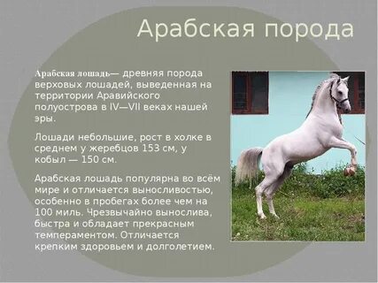 Характеристика породы лошадей