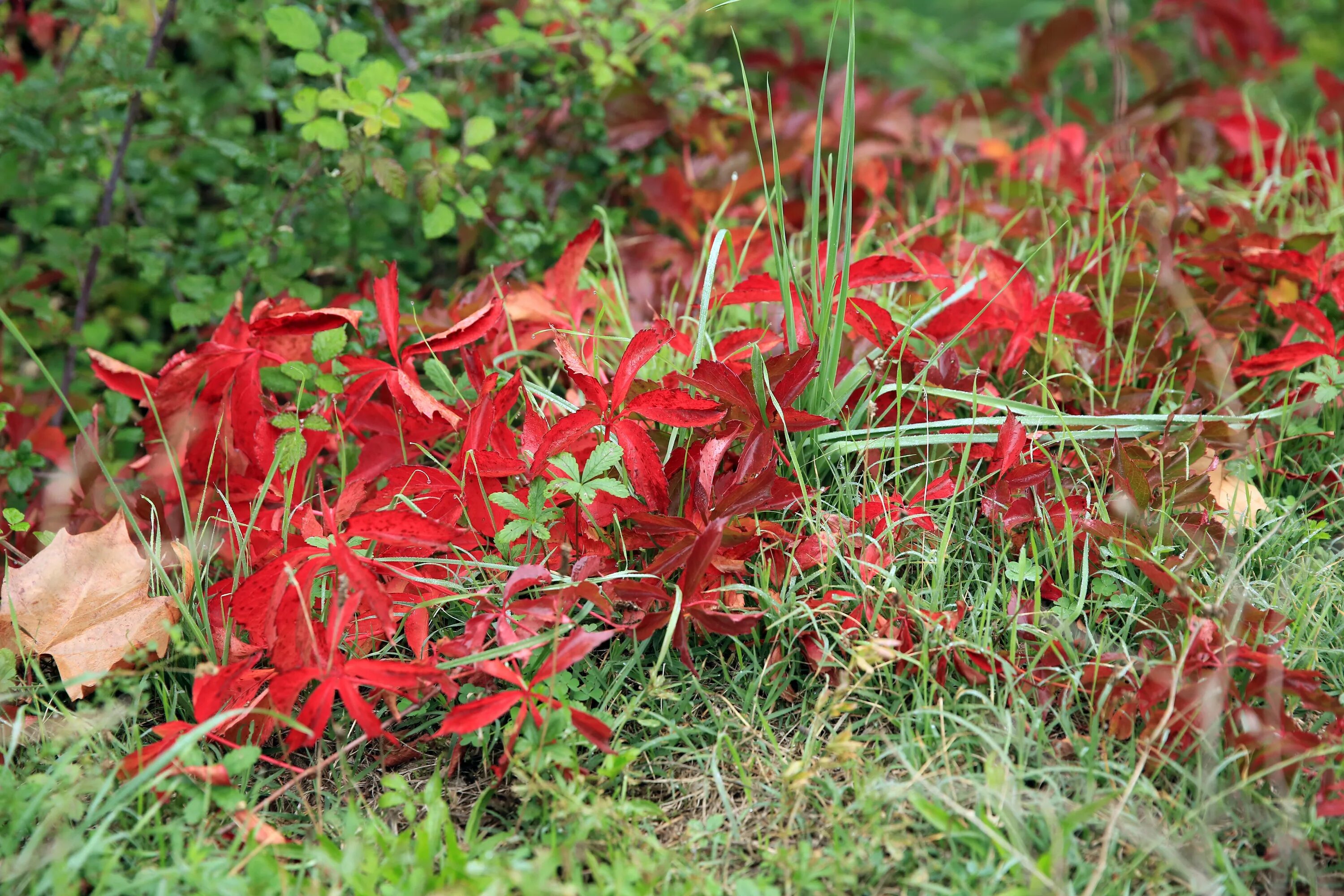 Red plant. Красная трава. Красная трава растение. Трава которая краснеет осенью. Растение летом зеленое осенью красное.