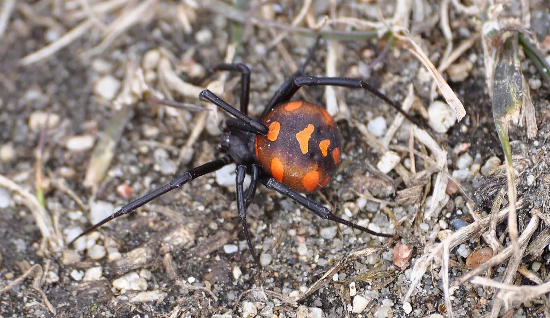 Каракурт паук. Ядовитый паук Крыма Каракурт. Каракурт (Latrodectus tredecimguttatus). Степная чёрная вдова – Каракурт.