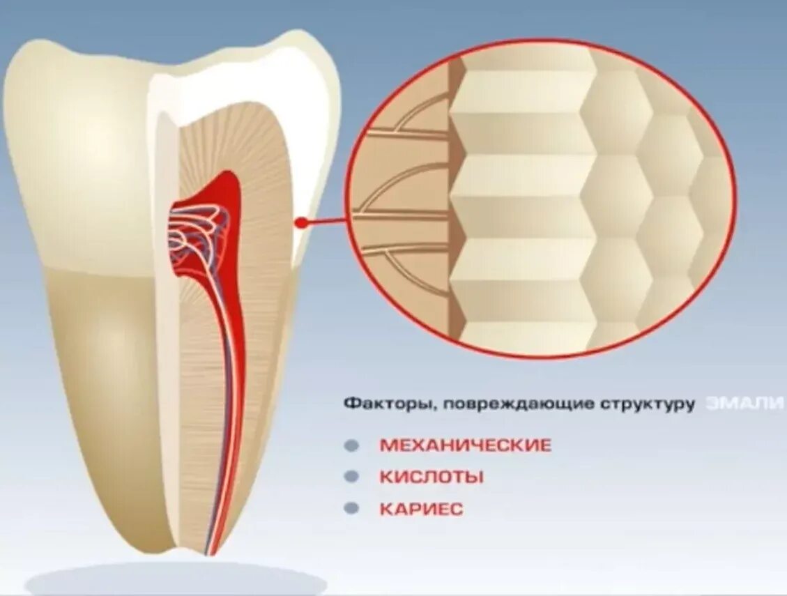 Зубная эмаль в разрезе. Эмаль зубов строение. Зубная эмаль анатомия. Строение дентина и пульпы зуба. Строение зуба эмаль дентин.