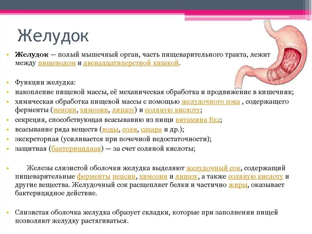 Поддержание желудка