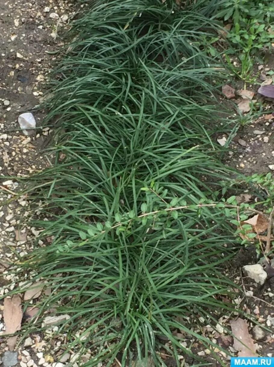 Фотография на тему Цветочный бордюр из лобелии, lobelia erinus, и крестовника пр