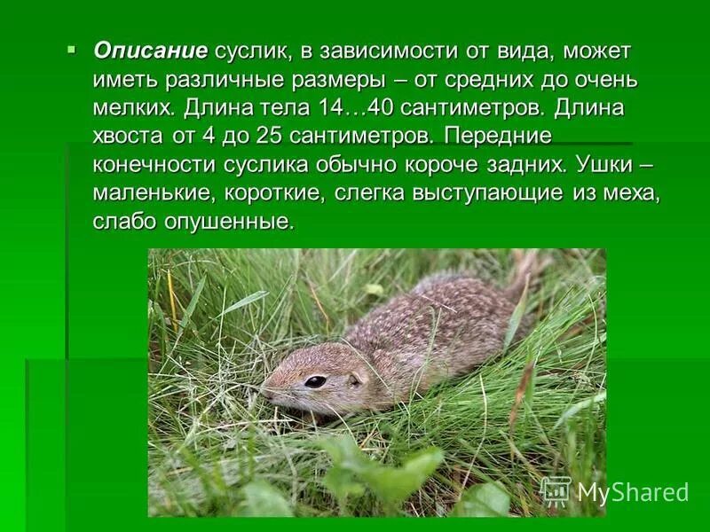 Доклад про суслика. Рассказ про суслика. Сообщение о суслике. Суслик описание. Суслик презентация.