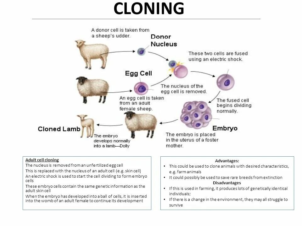 Processing of animals. Cloning animals. первые клонированные животные. cell cloning. clone cells.