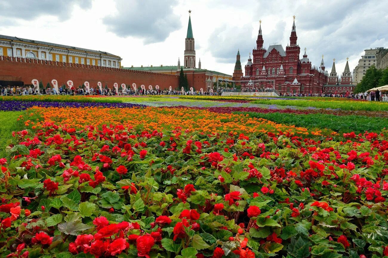 Цветы пл. Цветник на красной площади. Клумбы на красной площади в Москве. Клумбы Московского Кремля. Кремль Москва ГУМ.