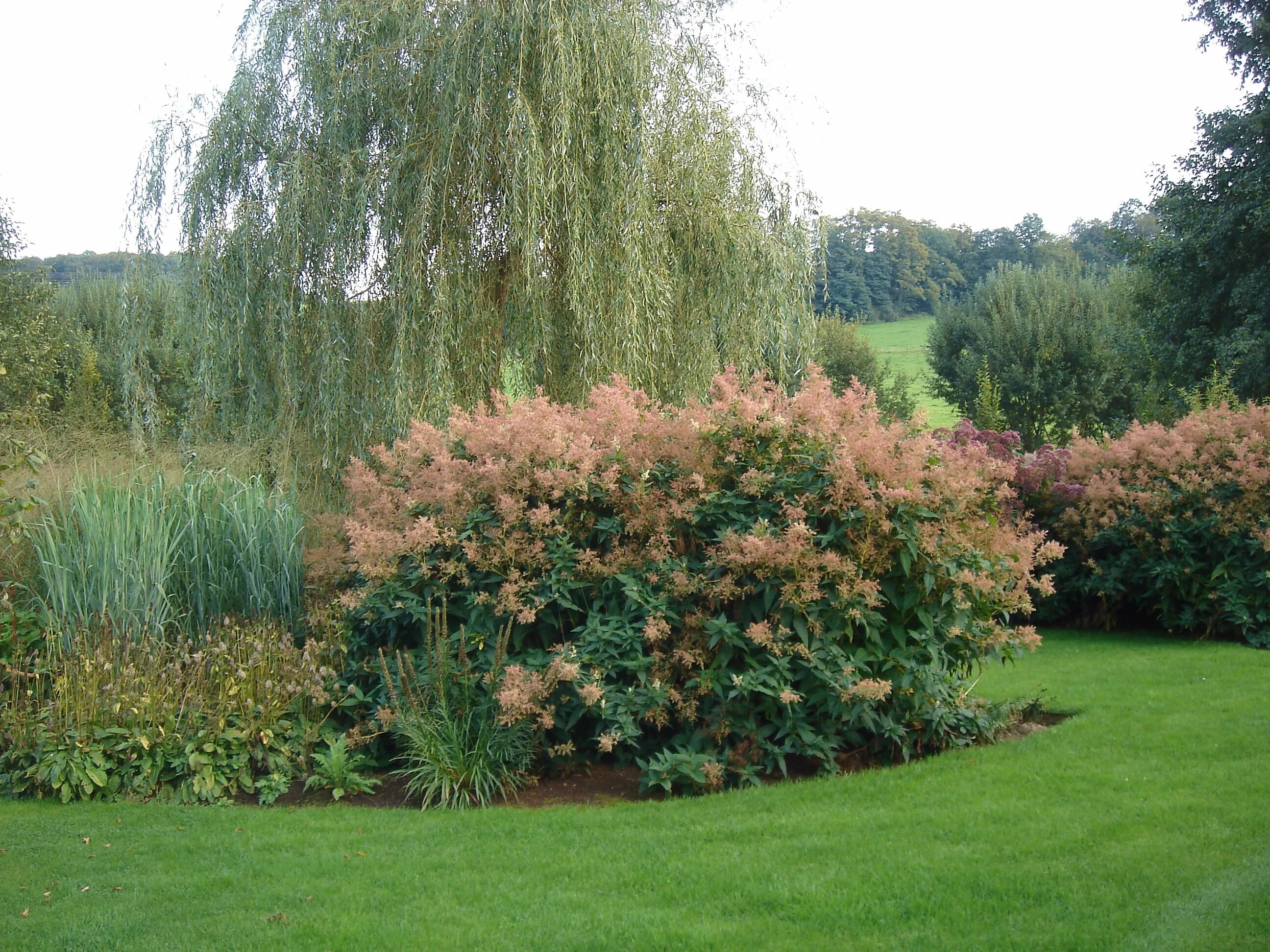 Горец полиморфный. Горец изменчивый (Polygonum polymorpha). Горец изменчивый (Persicaria polymorpha). Горец полиморфа в дизайне.