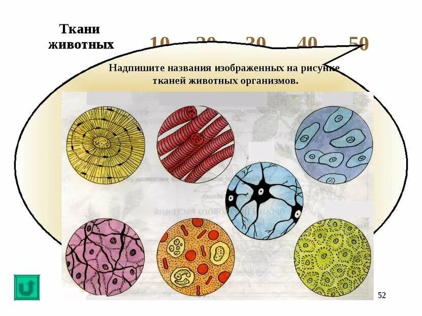 Ткани клеток растений и животных. Ткани животных. животные ткани. живые ткани. типы тканей животных.