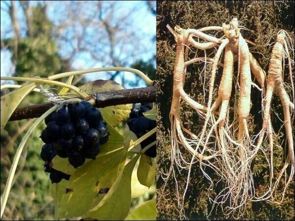 Элеутерококка корневище и корень. Элеутерококка корневище и корень. Элеутерококка колючего корневища и корни сырье. Элеутерококк колючий корневища и корни. Элеутерококк сибирский женьшень.