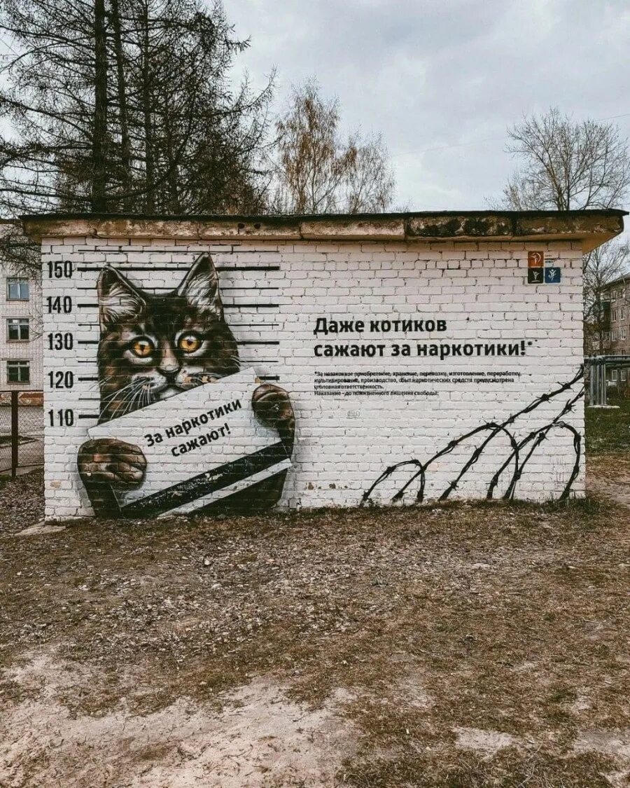 Даже коты