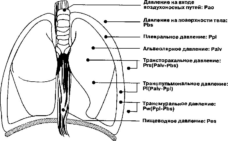 Легочный рисунок смешанного типа. Легочный рисунок смешанного типа