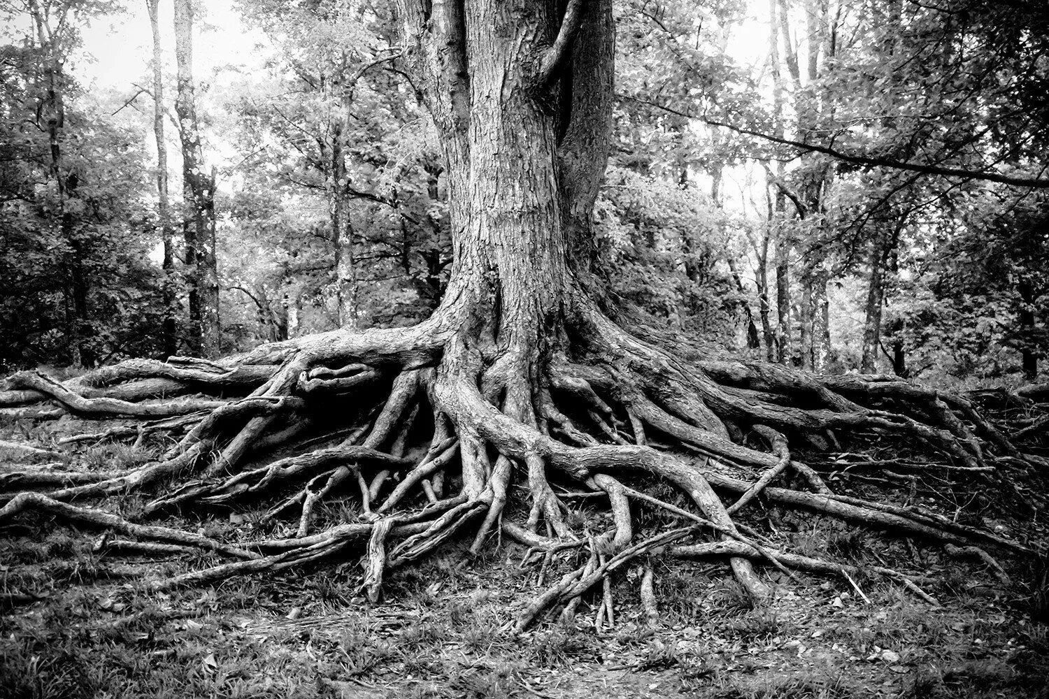Giant Fig Tree Roots Kauai, Hawaii Tree roots, Tree surgeons, Tree