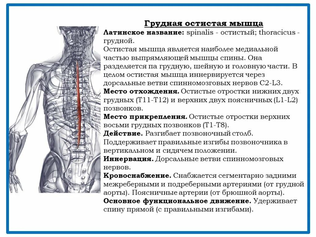 Ветви спинномозговых нервов иннервирующие. Иннервация Корешков позвоночника. Иннервация грудного отдела позвоночника. Остистая мышца груди. Позвоночная мышца.