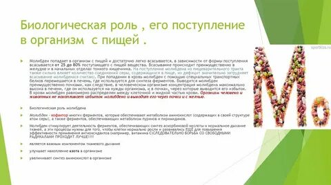 Роль молибдена в организме человека