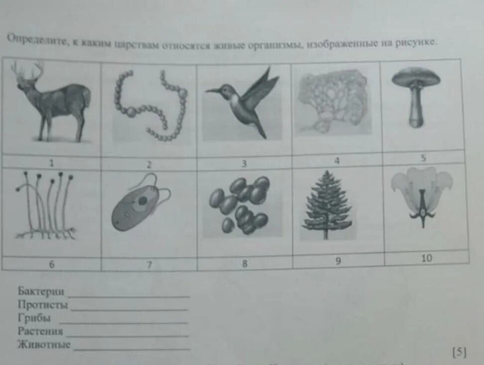 Организмы изображенные на рисунке относятся к. Царства живой природы. Определить к какому царству принадлежит. К какому царству относится организм изображенный на рисунке.