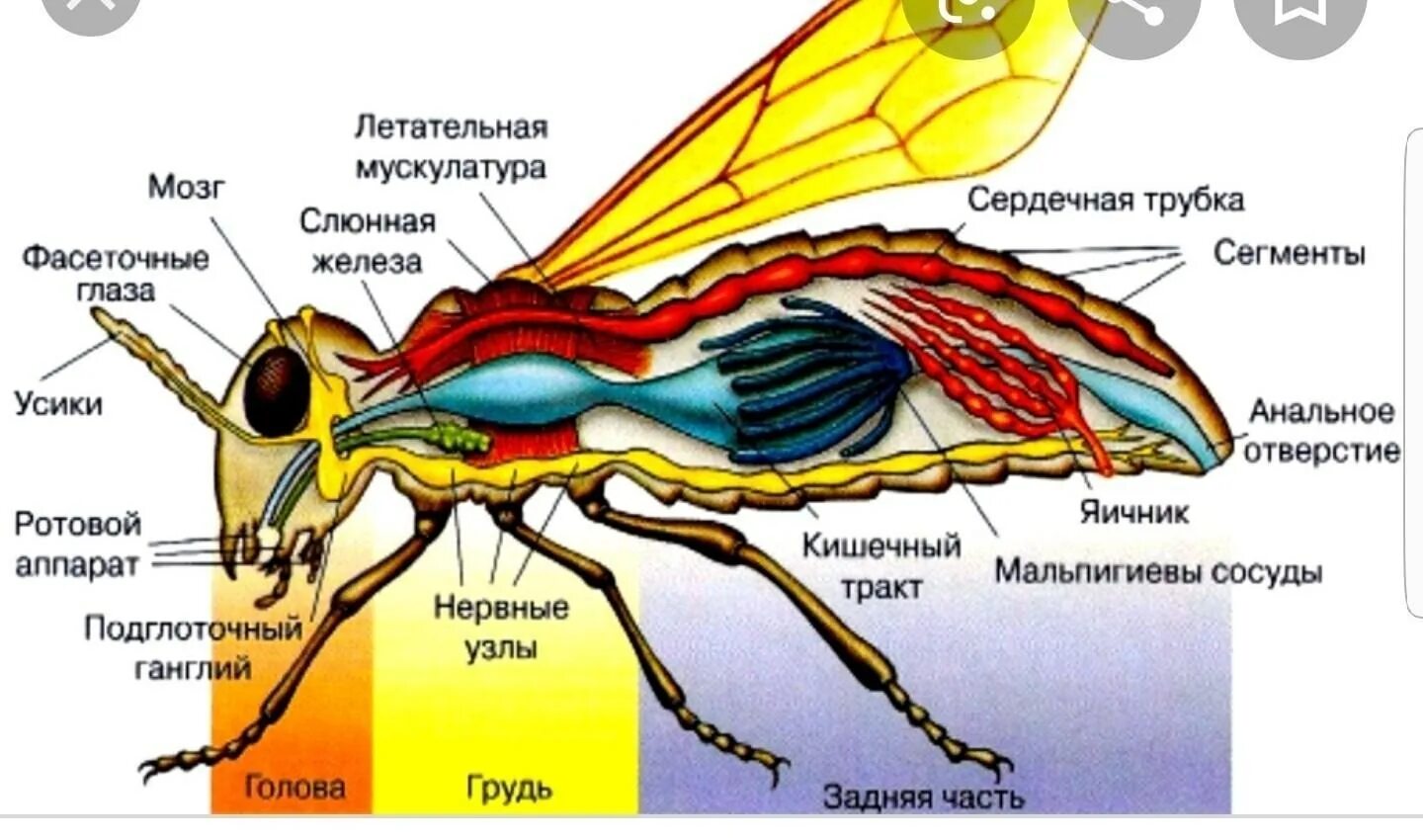 Какие части насекомого изображены. Внутренне строение пчелы. Строение туловища насекомых пчела. Нервная система мухи. Анатомия пчел внутреннее строение.