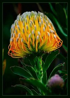 Rare plants