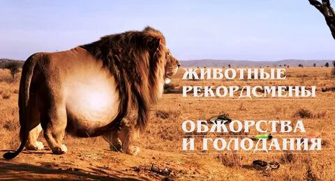 Дай леву