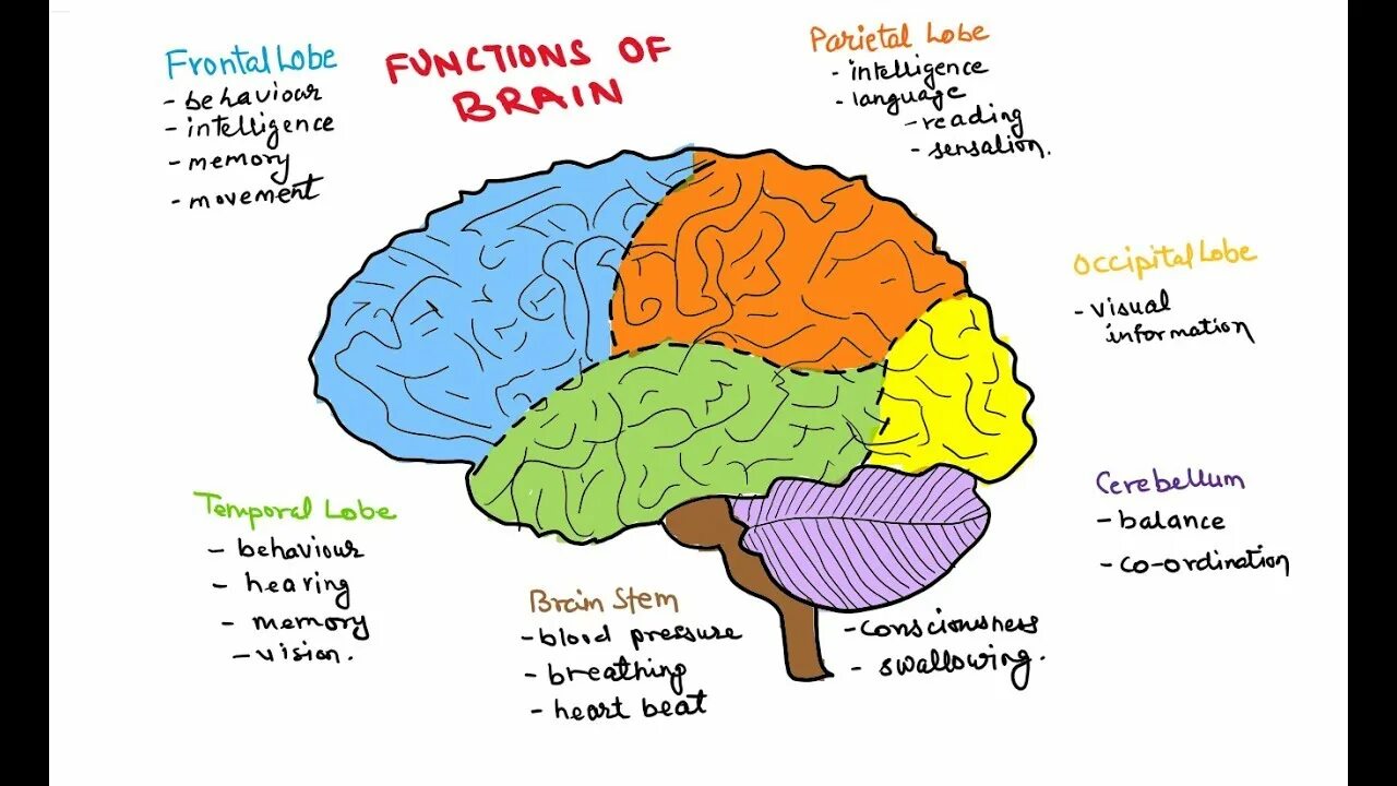 Brain tasks. Мозг рисунок английский язык. Brain function for Kids. Мозг рисунок на английском.