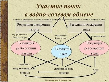 Механизм водно солевого обмена