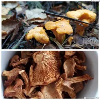 Лисички от паразитов отзывы