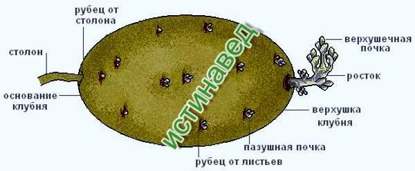 Внешнее строение клубня картофеля. Строение клубня картофеля почки. почки глазков клубня картофеля. строение клубня картофеля рисунок.