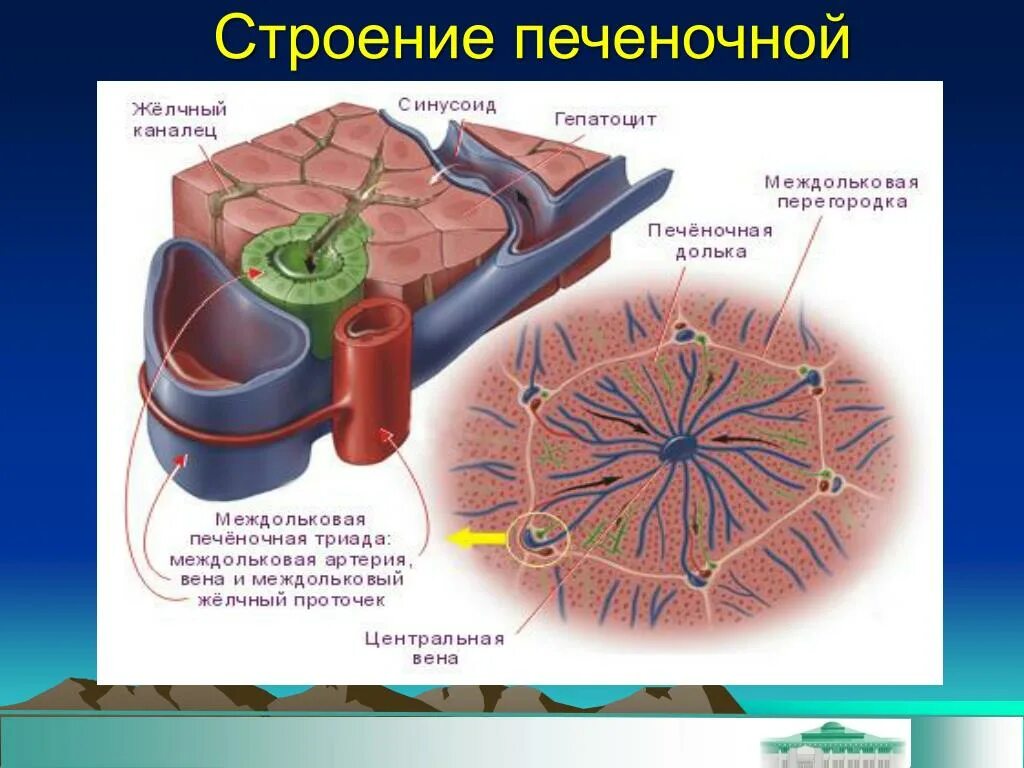 Клетки печени называются. Кровоснабжение печеночной дольки. Строение печеночной дольки строение. Печеночная долька анатомия. Печеночная долька желчные протоки.