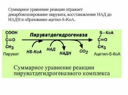 Окисление глюкозы с образованием пировиноградной кислоты
