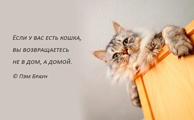 Человек и кот цитаты. Высказывания о кошках. афоризмы про кошек. красивые высказывания о кошках. фразы про котов.