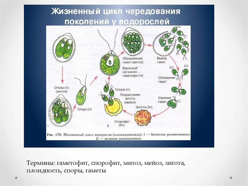 В жизненном цикле водорослей преобладает. Жизненный цикл зеленых водорослей схема ЕГЭ. Размножение водорослей хламидомонада. Жизненный цикл водорослей ЕГЭ биология. Спорофит у водорослей это размножение.