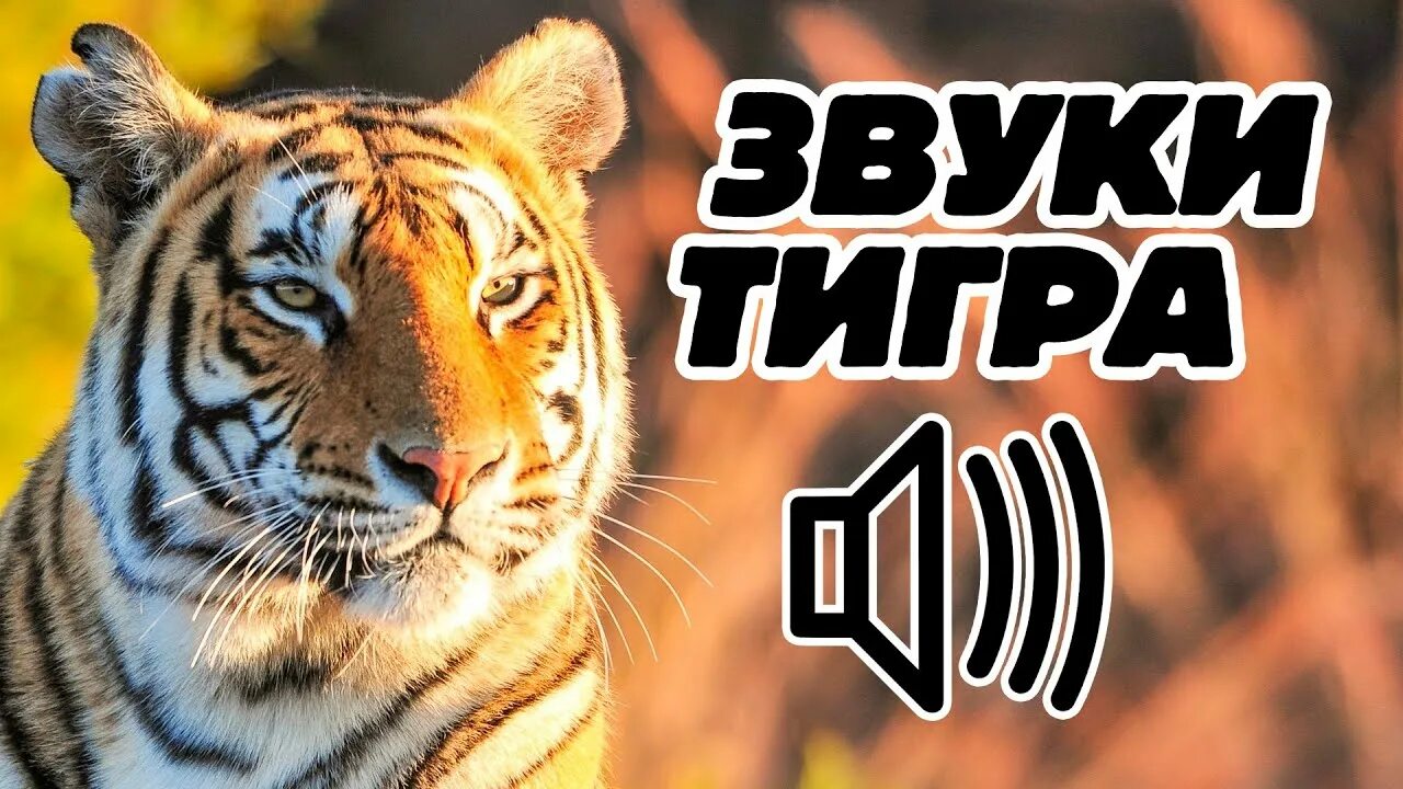 Звук тигра. Рев тигра. Рычание тигра. Рык тигра звук.