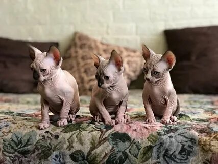 Котята сфинкса 2 месяца